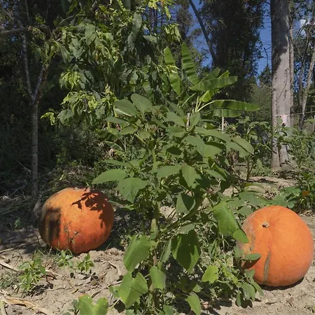 Dora Pagoi 1 * Ájosz Jeórjosz Págon